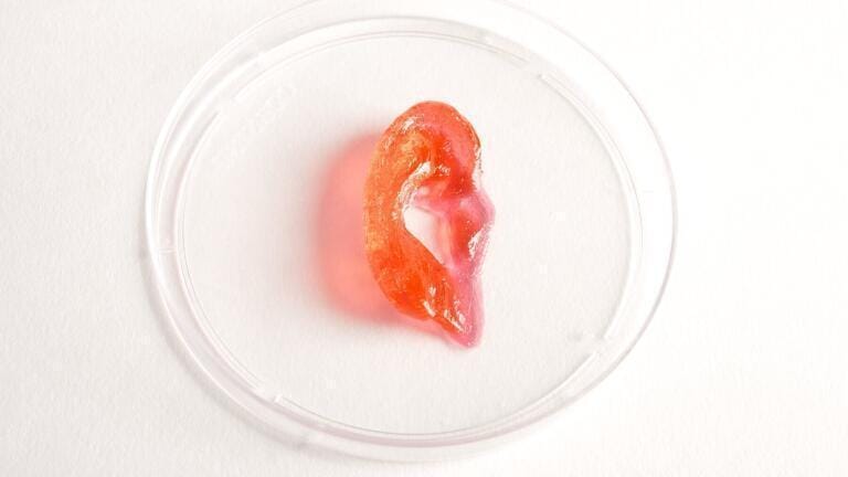 Ear tissue created with the Allevi Bioprinter.